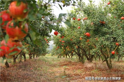 工具准备好， 动手修剪时