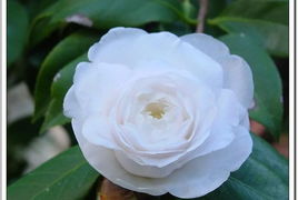 造型大变身，茶花也爱美