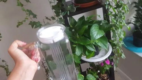 绿萝适合什么土壤栽培，有没有什么特殊的土壤要求