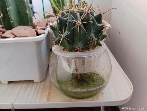 水培萝卜种植，如何选择合适的容器