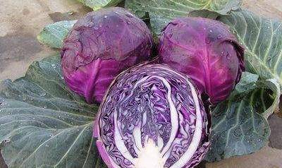 三、 甘蓝的特点