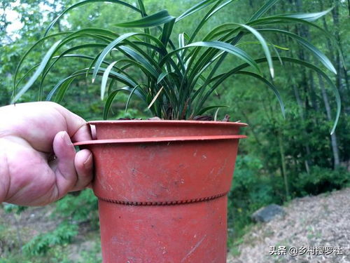 花盆，兰花的小舞台