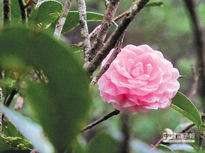 山茶：花中珍品， 四季绽放