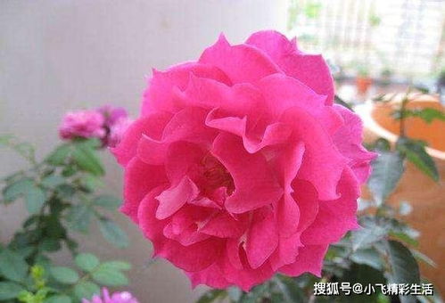 4. 香水月季：花中的香水精灵