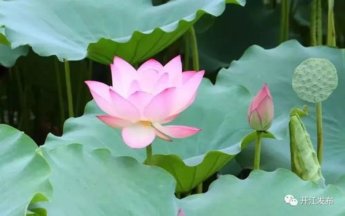 荷花的生长环境：水中的乐园