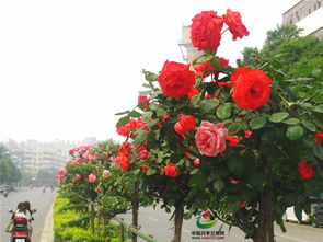 城市月季专题类公园游园，月季之乡，宛农优品，品质保障，基地直供！