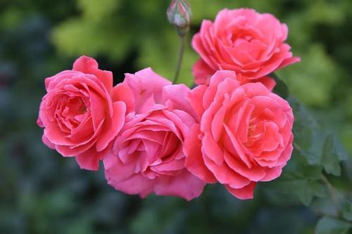 月季乡的美誉，阴雨天的考验