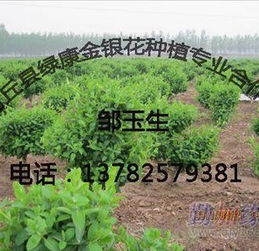 深圳附近花卉苗圃基地位置及知名基地一览