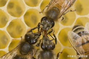 工蜂咬蜂王，因蜂王分泌信息素
