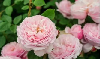 汉莎月季 Hansa的丁香香调