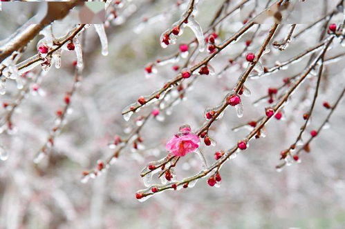 梅花傲雪，你识得那枝头含苞待放的秘密吗