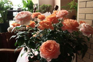 阳台养月季， 光照是关键