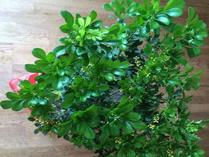 米兰花发黑处理方法大揭秘