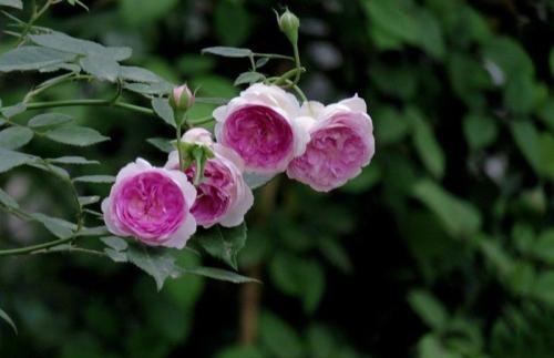 玛姬婶婶月季的花香与花量