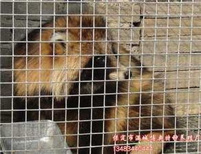 貉子养殖技术大全里新手如何掌握貉子饲养技巧和注意事项