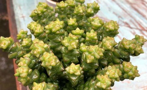 多肉麒麟如何繁殖？是直接播种还是扦插更易成活