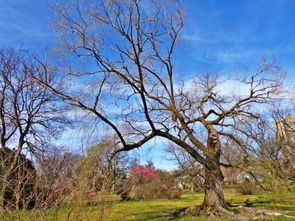 花木与季节，景色的象征