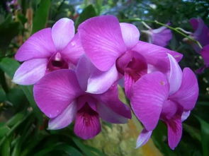 紫罗兰移栽最佳时间揭秘！