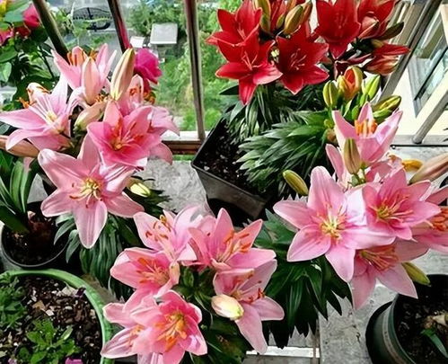 于绿植价格， 因种类、规格和地区差异而异