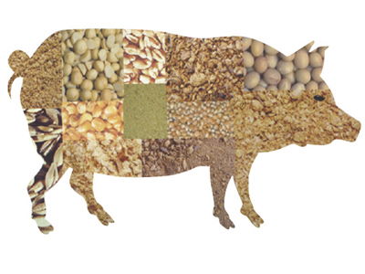 猪配预混料不放豆粕，如何用这种预混料科学养猪提高饲料利用率？