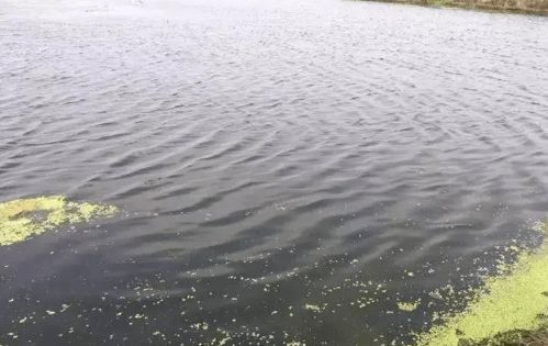 毛蟹适宜以水生植物、小鱼虾为食，养殖宜选水质清澈水域
