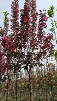 我国彩叶树的发展