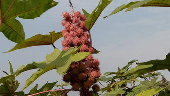 合作社是个好去处，托管种植也不赖