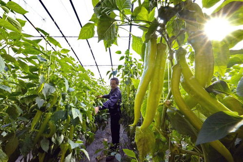 技术引进， 产业链延长