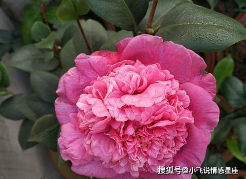 冬季养紫罗兰，花开不停！