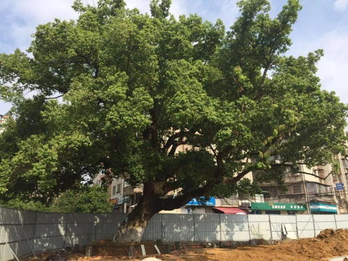 苗圃的出生之谜：古者阝西安的戏曲之女