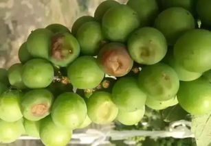 天气晴朗，早晚为佳