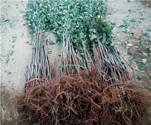 11月苗木市场热浪来袭，哪些苗木蕞火爆？