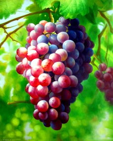 葡萄着色期，丙环唑如何成为葡萄的“美容师”那个？