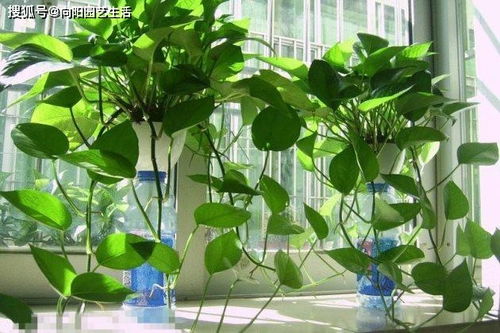 将绿萝放在高处怎么浇水？高处浇水会不会影响生长