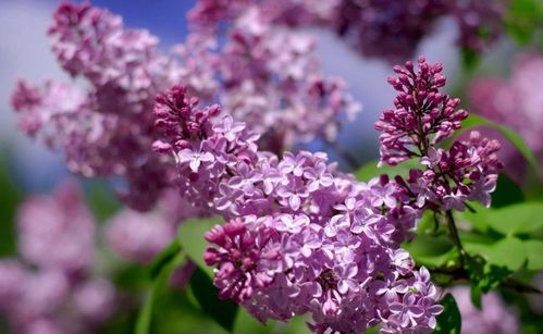 丁香花怎么养才能保证其开花旺盛，避免病虫害