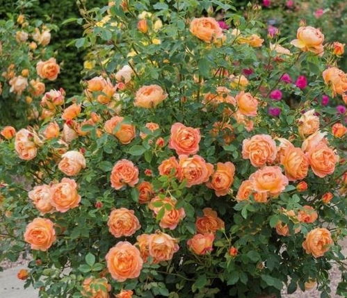 浇水施肥那些事儿