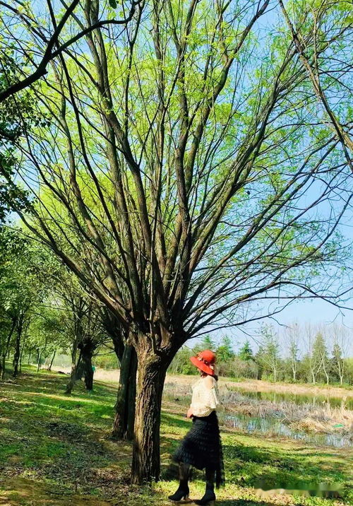 金黄瀑布， 连翘的秘密