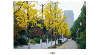 选树六要素：抗打击力、 净化值、颜值度、平安性、养护费、文化值