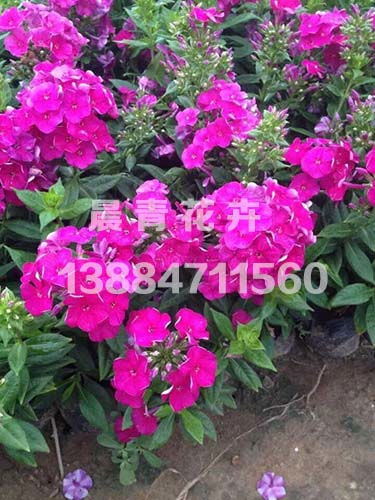 低维护宿根花卉， 美化小区的秘诀