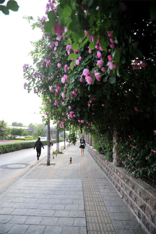 城区江北田园， 蔷薇花海的美丽风景