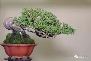 卷柏偏爱阴凉，喜肥沃土壤，打造阴生绿植新宠