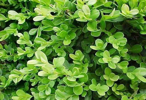 家门口绿化带适合种什么植物？