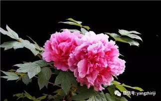 气候条件大揭秘