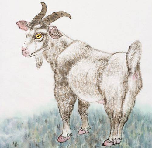 浇水小贴士：摇钱草喜欢微湿的环境