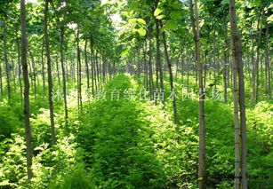 庭院植物的选择秘诀