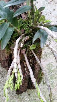 松树皮配比种植铁皮石斛， 揭秘95%成活率之谜