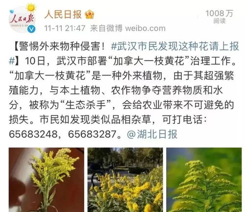 党参在上海市种植可行吗？