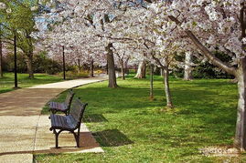 樱花树价格揭秘：种类繁多，价格各异