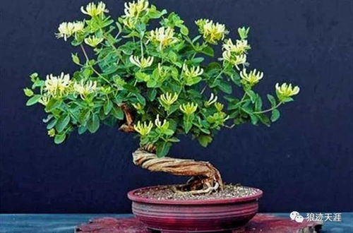 铜钱草的观赏价值