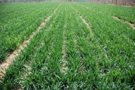 麦田里的杂草，让农民头疼不Yi！